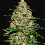 Wedding Cheesecake Auto Feminised Seeds - 5-seeds