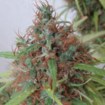 Honduras Regular Seeds - 5-seeds