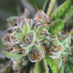Watermelon Zkittlez Feminised Seeds - 5-seeds