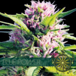 Blue Power Feminised Seeds - 5-seeds