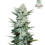 Tangie 'Matic Auto Feminised Seeds - 5-seeds