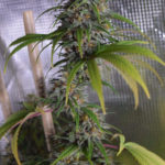 Dead Lights CBD Regular Seeds - 5-seeds