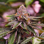 Girl Scout Cookies Auto Feminised Seeds - 5-seeds