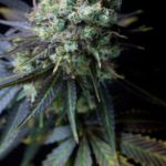 Dinamed CBD Feminised Seeds - 5-seeds
