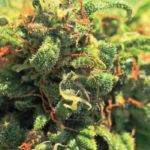 Pineapple Upside Down Cake Feminised Seeds - 10-seeds