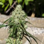 Nagual (NG - 1) Feminised Seeds - 5-seeds