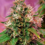 OG Kush CBD Feminised Seeds - 5-seeds