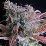 Raspberry Cough Feminised Seeds - 5-seeds