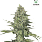Rhino Ryder Auto Feminised Seeds - 5-seeds