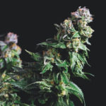 Purple Urkle Feminised Seeds - 5-seeds