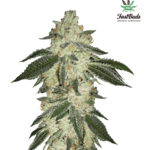 Green Crack Auto Feminised Seeds - 5-seeds