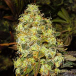 Ice Feminised Seeds - 5-seeds
