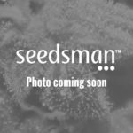 Magic OG Kush Feminised Seeds - 5-seeds