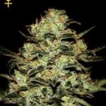 Moby Dick Feminised Seeds - 5-seeds