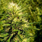 Super Skunk Auto Feminised Seeds - 5-seeds