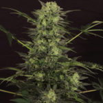 MK-Ultra Kush Auto Feminised Seeds - 5-seeds
