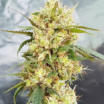 Sour Tangie Feminised Seeds - 5-seeds