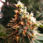Jock Horror Auto Feminised Seeds - 5-seeds