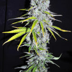 Skunk Haze CBD Feminised Seeds - 5-seeds
