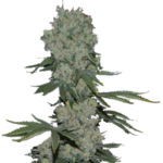Enemy of the State Feminised Seeds - 5-seeds