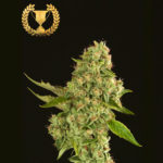 Kuchi Feminised Seeds - 5-seeds