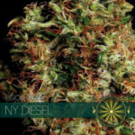 NY Diesel Feminised Seeds - 10-seeds