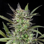 Blue Venom Feminised Seeds - 5-seeds