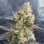 CandyLand Feminised Seeds - 5-seeds