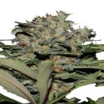 Chunky Cookies Feminised Seeds - 5-seeds