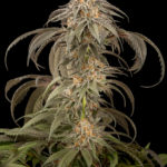 Purple Afghan Kush Feminised Seeds - 5-seeds