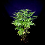 Peyote Forum Feminised Seeds - 5-seeds
