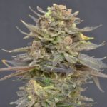 Magma Feminised Seeds - 10-seeds