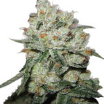 OG Kush Feminised Seeds - 5-seeds