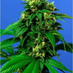 Wreckage Feminised Seeds - 10-seeds