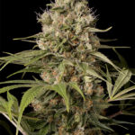Shark Shock CBD Feminised Seeds - 3-seeds