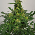 Harlequin Bx4 CBD Regular Seeds - 10-seeds