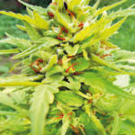 Golden Cannary Auto Regular Seeds - 5-seeds