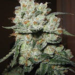 Fire OG Kush Feminised Seeds - 5-seeds