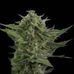 Reek'n Auto Feminised Seeds - 5-seeds