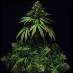 Caramel Cookie CBD Feminised Seeds - 3-seeds