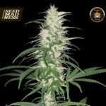 Cherry Kush CBD Feminised Seeds - 3-seeds