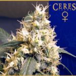 Ceres Skunk Feminised Seeds - 5-seeds