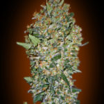 Cheese Berry Feminised Seeds - 3-seeds