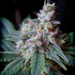 Cream Caramel FAST Version Feminised Seeds - 3-seeds