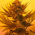 White Critical Express Feminised Seeds - 3-seeds