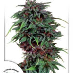 Durban Poison Regular Seeds - 10-seeds