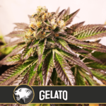 Gelato Feminised Seeds - 3-seeds