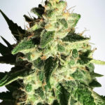 God's Glue Auto Feminised Seeds - 5-seeds