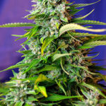 Jack 47 Auto Feminised Seeds - 3-seeds