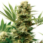 Mass Shooter Auto Feminised Seeds - 3-seeds